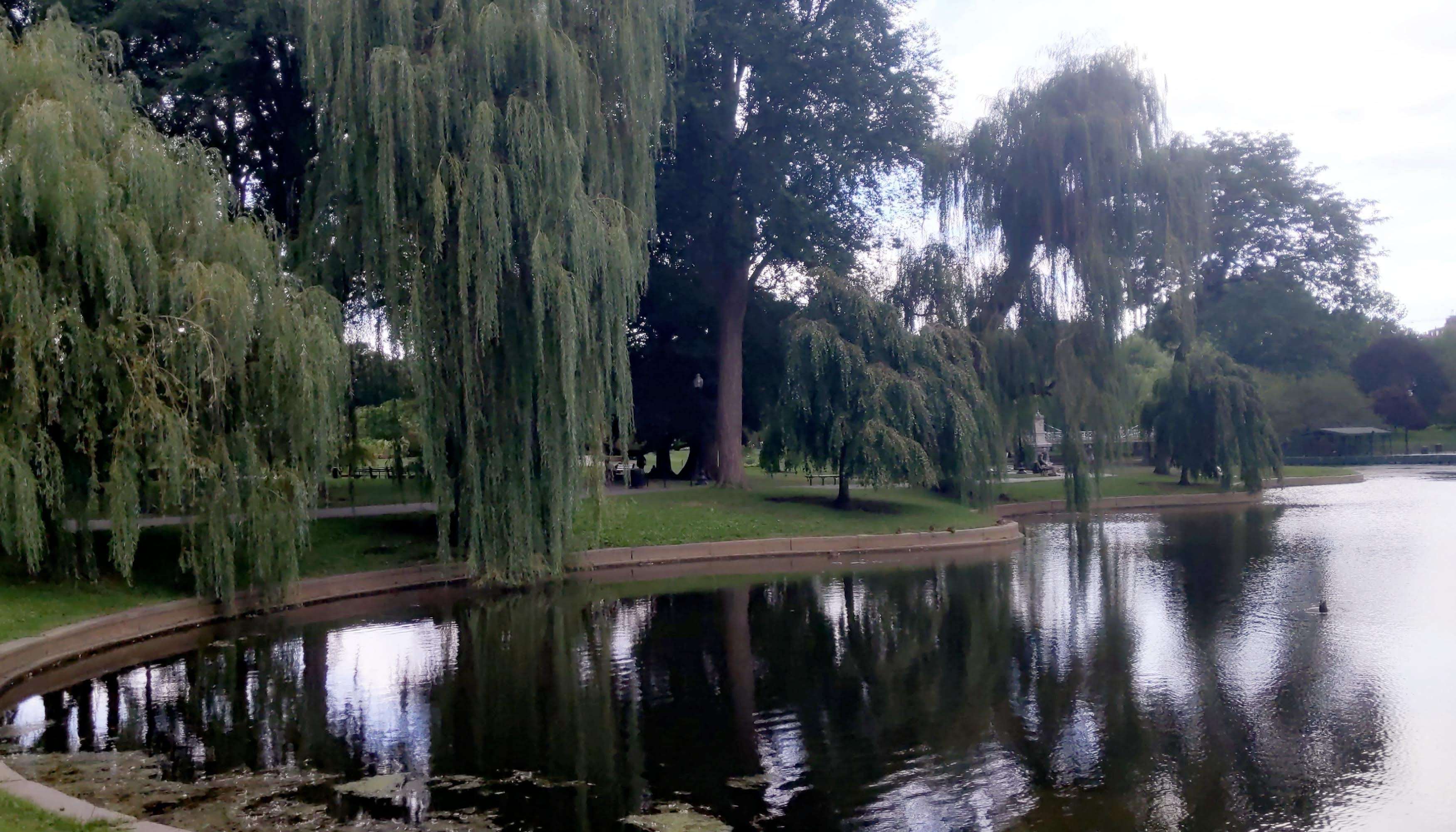 The pond in the Boston Common with the willow trees reflected in them.