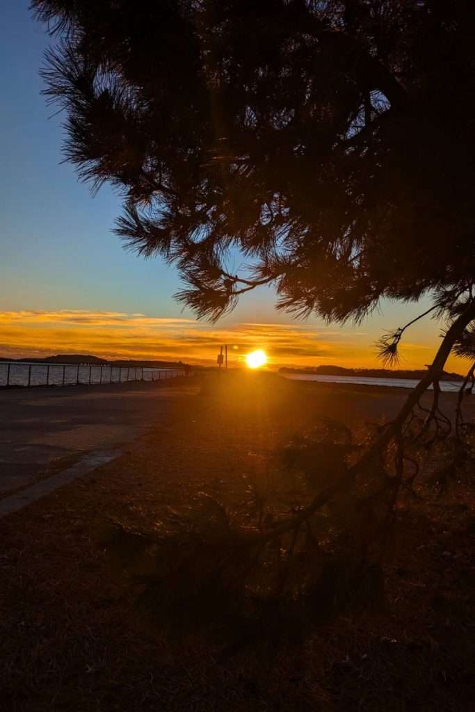 Golden sunset over the Boston coastline framed by pine tree branches with the sun glowing above the water.