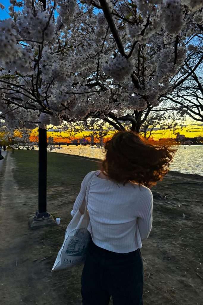 Person standing under blooming cherry blossom trees at sunset along the Charles River in Boston.
