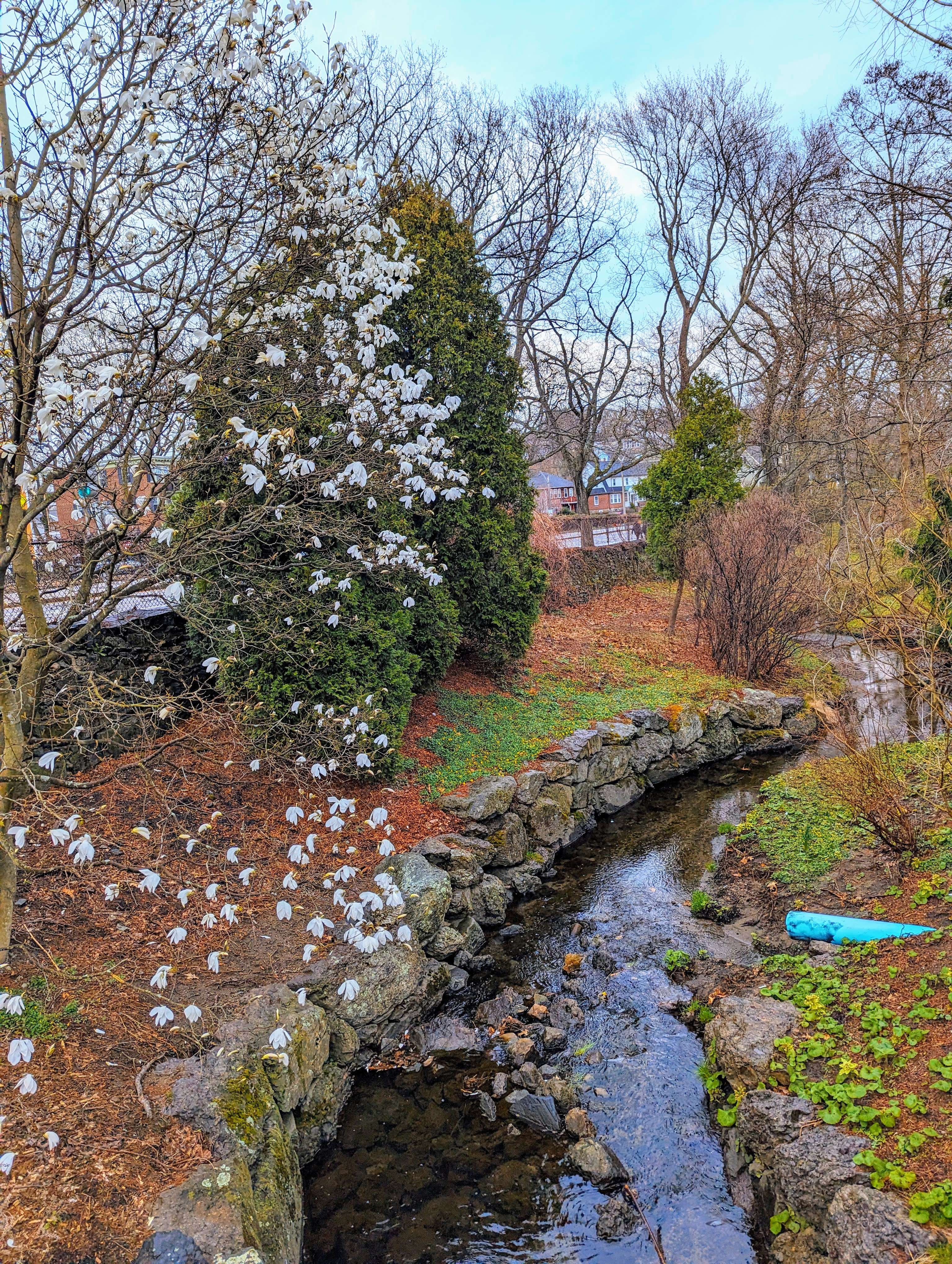 A stream running through a vibrant woodland area with trees and beautiful greenery surrounding it.