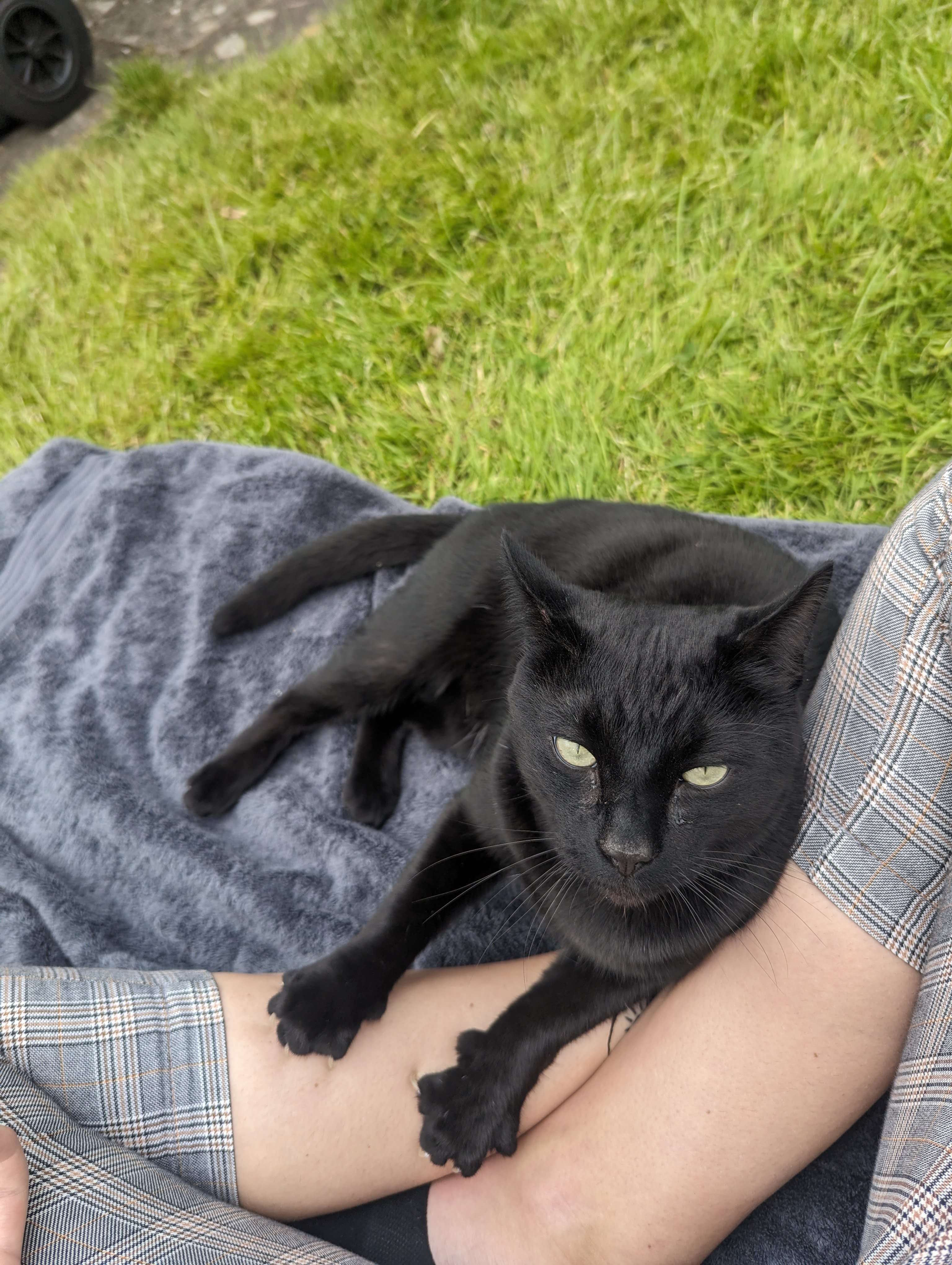 Black cat that I am catsitting sitting in my lap kneading my legs as we hang out in the grass outside of the apartment I'm housesitting for.