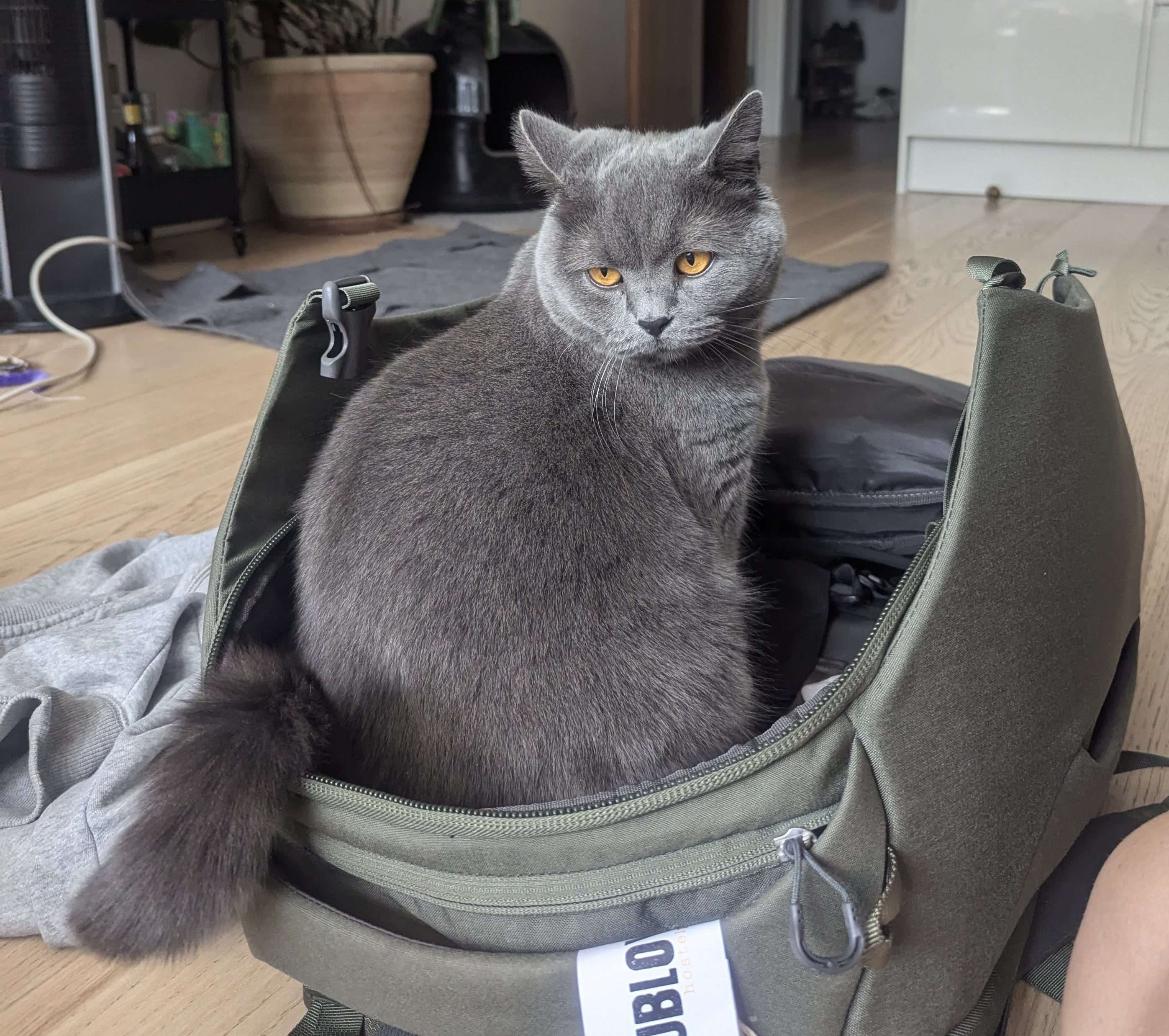 Gray cat that I am housesitting sitting in my Osprey backpack.