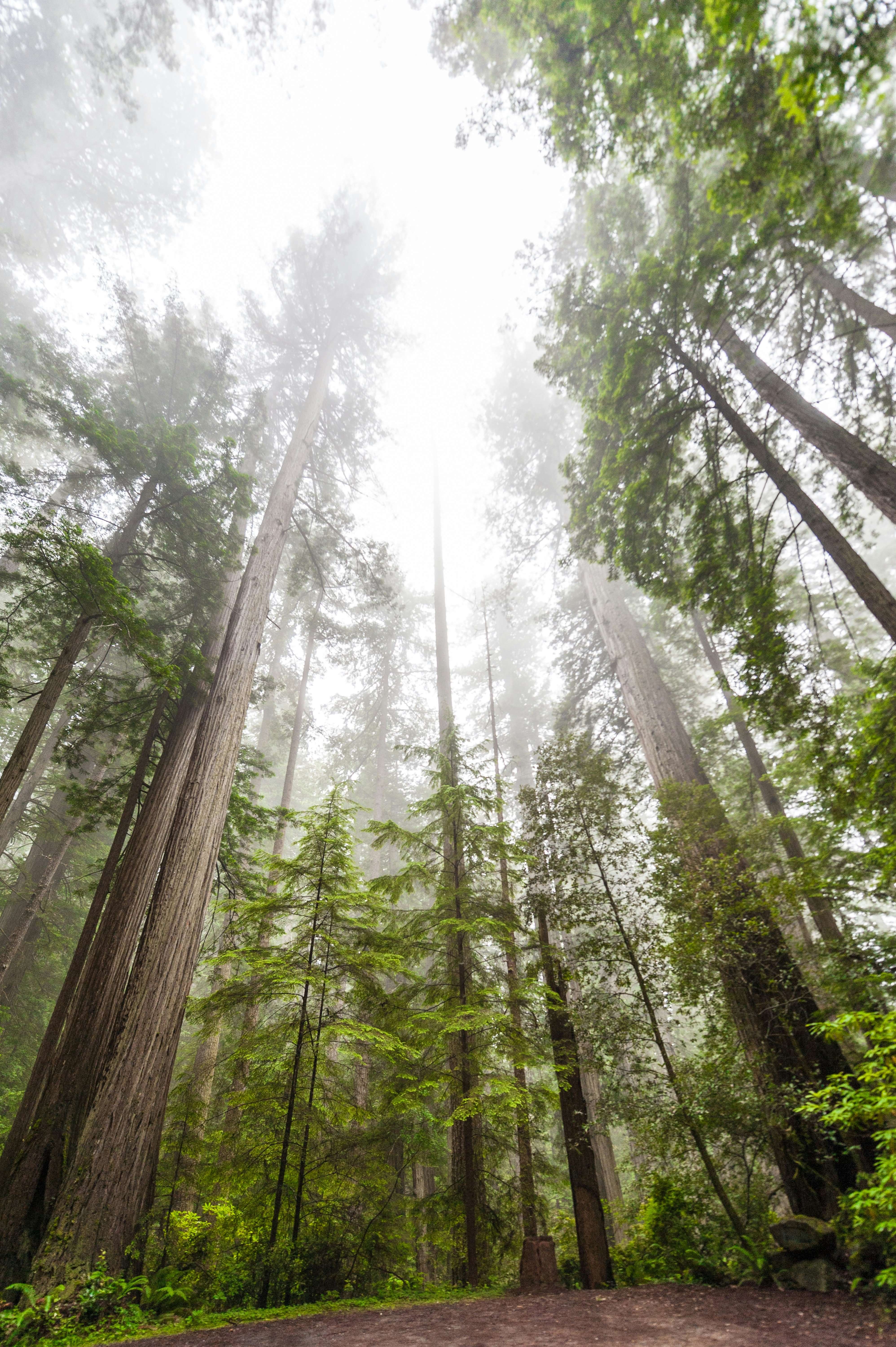 The trees in the Redwood National Park