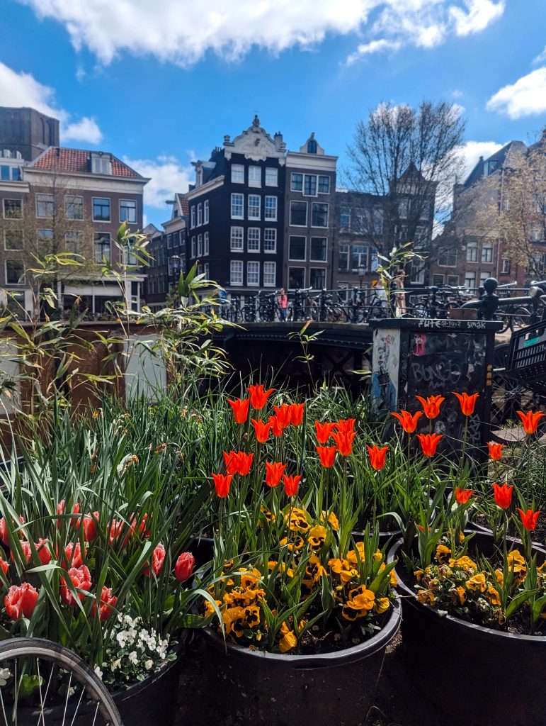 Flowers, mostly tulips, in the streets of Amsterdam