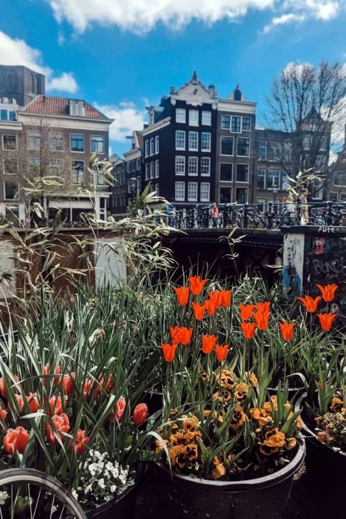 Tulips and flowers in front of Dutch buildings in Amsterdam.