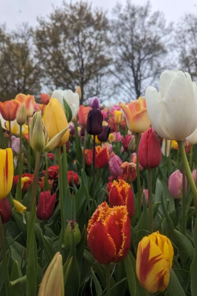 Close up of the tulips inside Keukenhof and all the different colors.