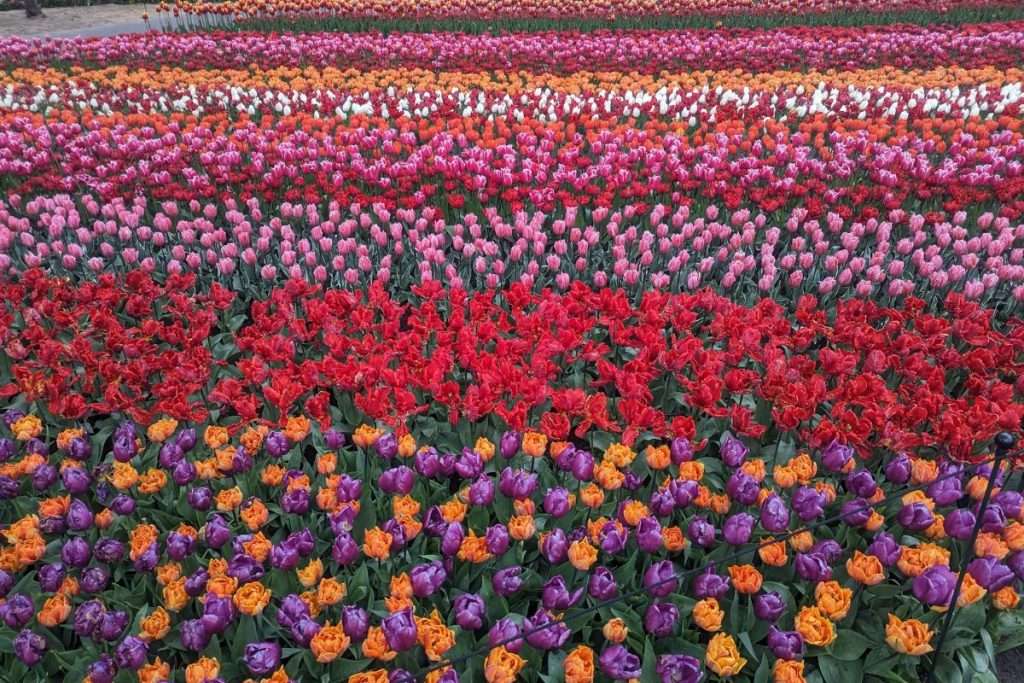 Tulip field that you can see from inside Keukenhof gardens with tons of colors and variety.
